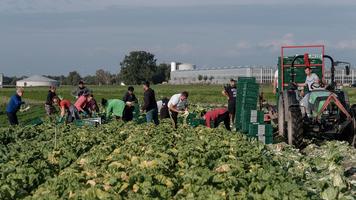 Muncitori români în câmp, ferma Höfler Gemüse, Nürnberg, Germania