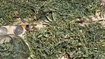 (VIDEO) „Afacerist” cu marijuana, reținut de ofițerii INI, la Bălți