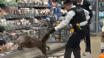 https://www.libertatea.ro/stiri/un-coiot-s-a-ascuns-in-frigiderul-unui-supermarket-din-sua-momentul-cand-animalul-este-scos-de-un-politist-video-5158205