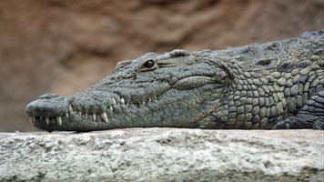 Un copil a fost atacat de un crocodil, în Indonezia