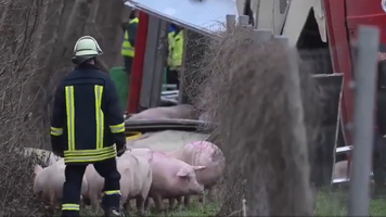 (VIDEO) 30 de porci au închis ore în șir o autostradă, după ce au scăpat din camionul în care erau transportați și care s-a răsturnat, în Germania