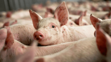 Moldova rămâne fără porci. Pesta porcină a redus efectivele cu aproape 20%