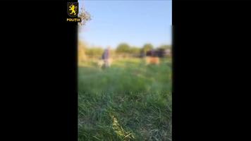 (VIDEO) Lupte ilegale cu zeci de câini de rasă, la Cimișlia