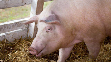Focar de pestă porcină africană în cel mai mare sat din nordul țării. Solicitările ANSA