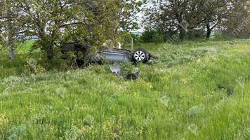 (FOTO) Un polițist s-a răsturnat cu BMW-ul, la Drochia