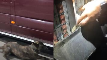 (VIDEO) Mii de pachete de țigări de contrabandă, ce urmau să ajungă în Marea Britanie, mirosite de un câine, la Cahul