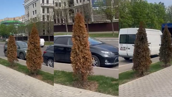 Arborii de tuia de la Ciocana au fost otrăviți. Ce a scos la iveală ancheta autorităților municipale
