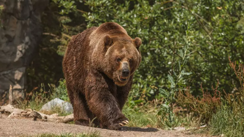 Slovacia a aprobat vânzarea cărnii de urs brun către public. Sacrificarea animalelor, autorizată de stat, a fost criticată inclusiv în Parlamentul European