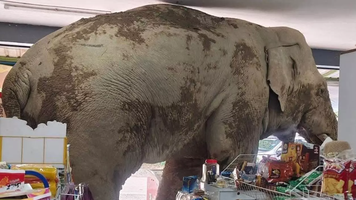 (VIDEO) Un elefant uriaș a intrat într-un magazin, în Thailanda