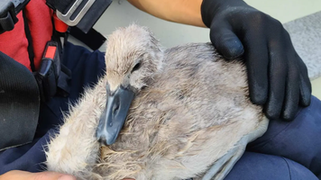 Un pui de lebedă, salvat după ce a rămas blocat într-o plasă de pescuit