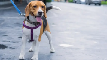 Generația Z evită să zboare de grija animalelor de companie