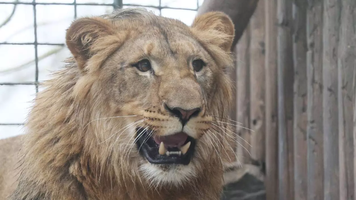 Șeful unei grădini zoologice din Crimeea a fost sfâșiat de un leu