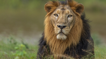 Un leu domesticit a atacat o femeie şi doi copii pe stradă într-un oraş din Pakistan