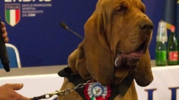 Indignare în Italia după uciderea lui Bruno, un câine-erou care a salvat 9 vieţi