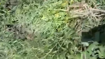 (VIDEO) Peste 100 de plante de cânepă în plină dezvoltare, depistate de polițiști