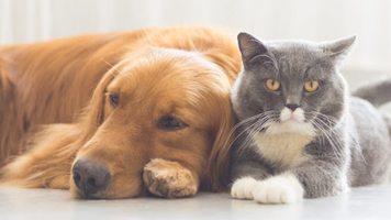 A fost votată o nouă lege privind protecția animalelor de companie