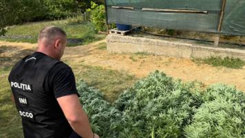 (VIDEO) Două persoane, reținute pentru circulația ilegală a drogurilor