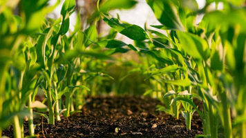 Peste 12 milioane lei, autorizați spre plată agricultorilor, săptămâna trecută