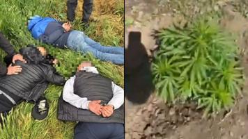(VIDEO) „Agricultori” în afara legii, puși de polițiști cu fața în iarbă, la Taraclia