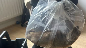 Șobolan uriaș cât un câine, descoperit într-o casă din Marea Britanie. Autoritățile avertizează mii de locuitori