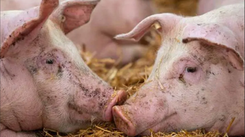 Noi focare de pestă porcină africană și rabie în Moldova: ANSA vine cu recomandări