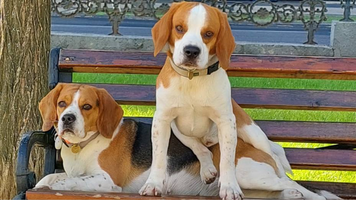 Animalele ne fac mai fericiți decât sportul sau somnul, arată un nou studiu britanic