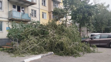 (FOTO) Furtuna a doborât copaci la Bălți. Mai multe mașini au fost avariate