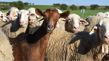 Se încheie perioada de solicitare a sprijinului per cap de animal pentru ovine și caprine