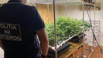(VIDEO) Trei bărbați implicați în cultivarea marijuanei și a ciupercilor halucinogene în laboratoare improvizate