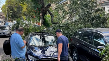 Un copac s-a prăbușit peste mai multe mașini parcate pe o stradă din capitală
