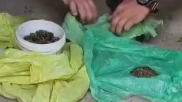 (VIDEO) Percheziții la Cahul: Droguri de circa 200.000 de lei și muniții, ridicate de polițiști
