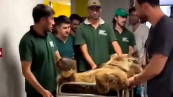 (VIDEO) Urs dus pe targă la veterinar, după ce a mâncat prea multe fructe