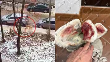 (FOTO) Tânără sfâșiată de o haită de maidanezi în sectorul Botanica. Anterior Pretura a fost alertată de către locatari de mai multe ori