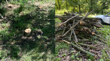 (Foto) Stejari, arțari și salcâmi, doborâți ilegal la Strășeni: 47 de arbori au fost tăiați de doi indivizi