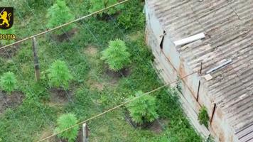 (VIDEO) Zeci de plante de cannabis și ciuperci halucinogene, descoperite la domiciliul unui „agricultor în afara legii”, la Anenii Noi