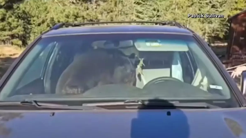 O ursoaică s-a încuiat în mașină