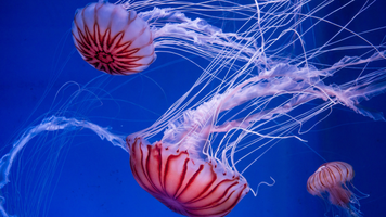 Meduze