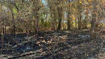 Incendiu de vegetație