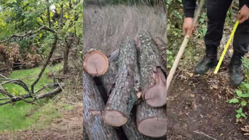 (VIDEO) Zeci de copaci, tăiați în fondul forestier de stat din Călărași. Moldsilva s-a autosesizat