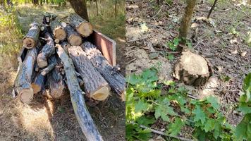 Tăiere ilegală de arbori, semnalată în zona de frontieră din nordul țării