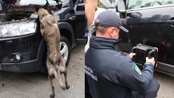 Atelier regional pentru combaterea contrabandei cu arme și droguri la IGP