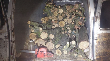 tăiere ilegală a arborilor